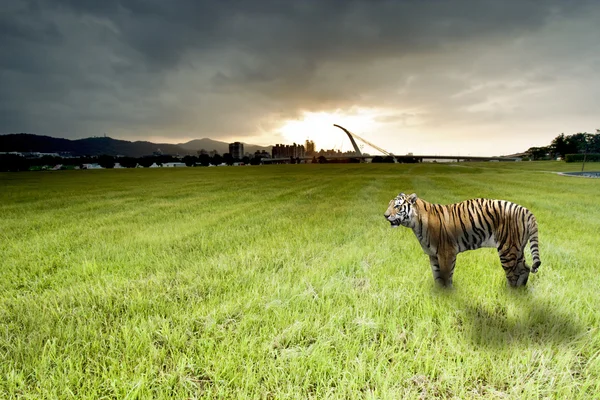 Рассвет с бенгальским тигром — стоковое фото