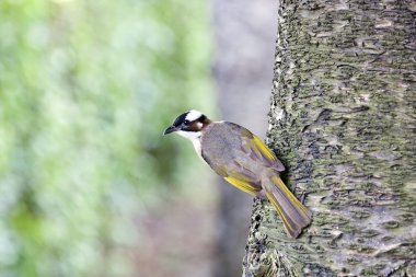 Çin bulbul