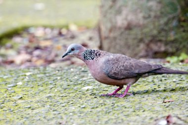 Spooted-necked Dove