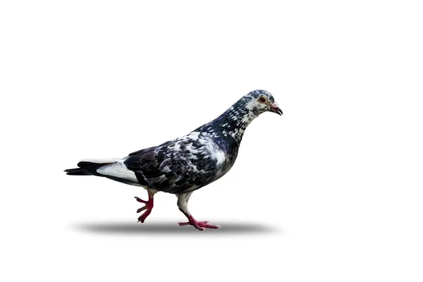 Izole güvercin — Stok fotoğraf