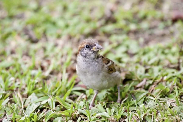 Tree sparrow — Stock Photo, Image