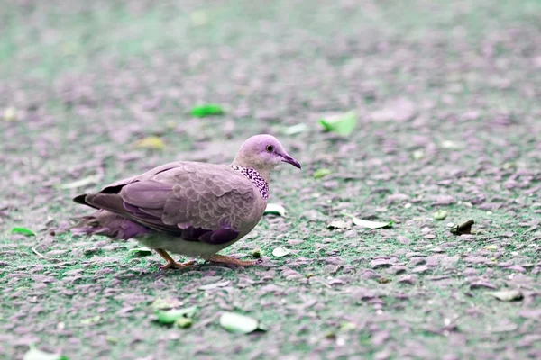 Spooted-necked Dove — Stok fotoğraf