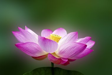 Blooming lotus clipart