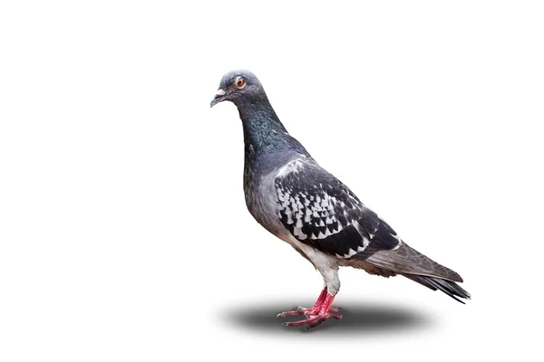 Pigeon isolated — Stock Photo, Image