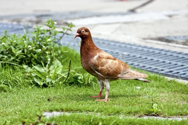 Pombo — Fotografia de Stock