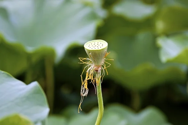Lotus seeds — Stock Photo, Image