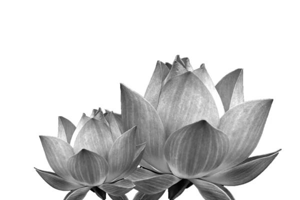 Квітучий Лотос — стокове фото