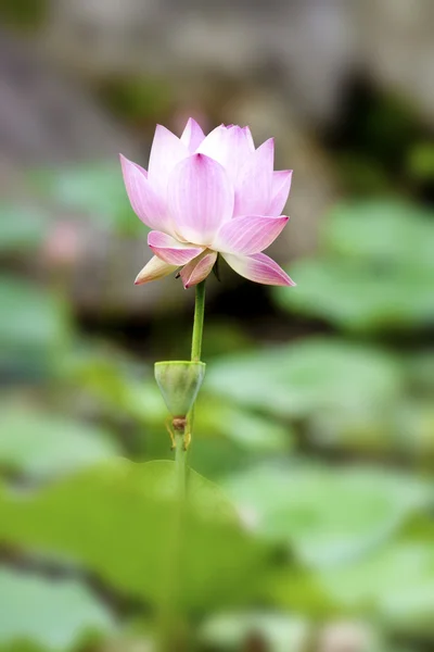 Ανθίζοντας lotus — Φωτογραφία Αρχείου