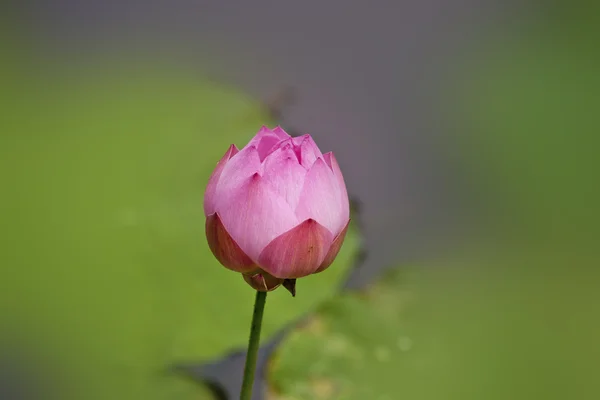 Lotus en fleurs — Photo
