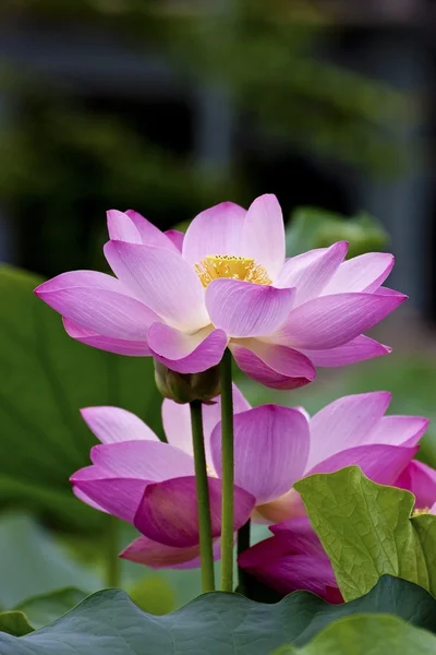 Blommande lotus — Stockfoto