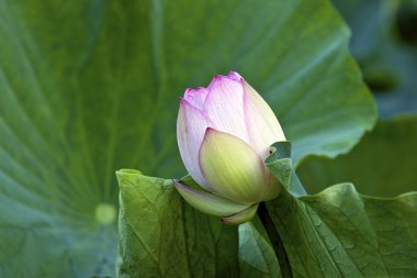 çiçek lotus