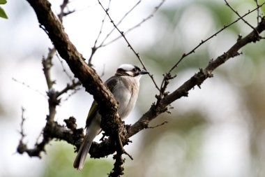 Çin bulbul