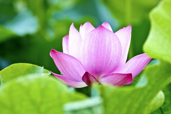 Bloeiende lotus — Stockfoto