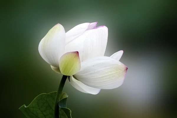 Kwitnący Lotos — Zdjęcie stockowe