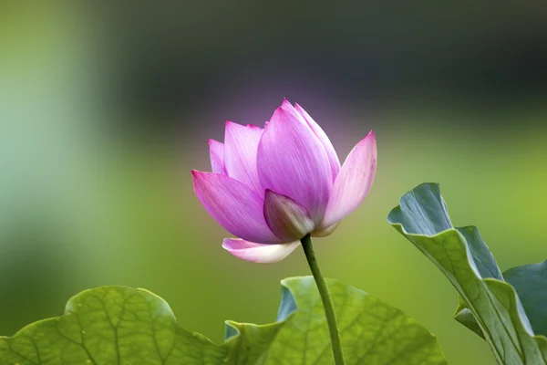 Kwitnący Lotos — Zdjęcie stockowe