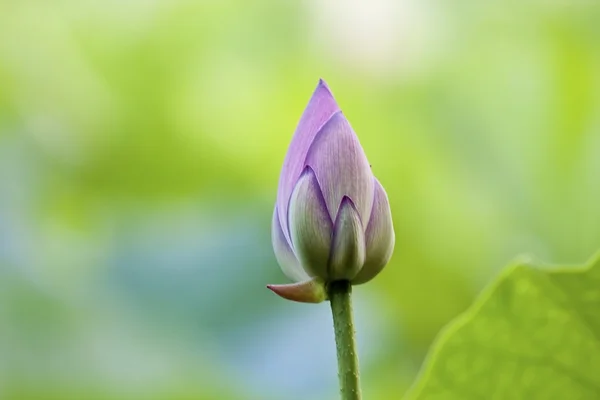 stock image Blooming lotus