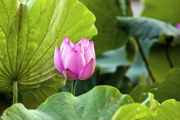 Blommande lotus — Stockfoto