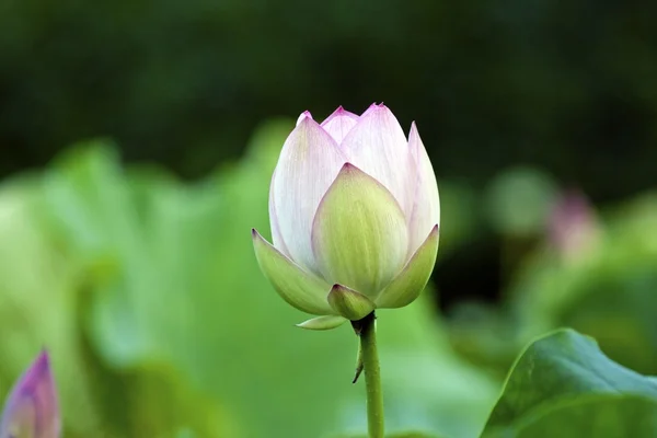 Lotus en fleurs — Photo