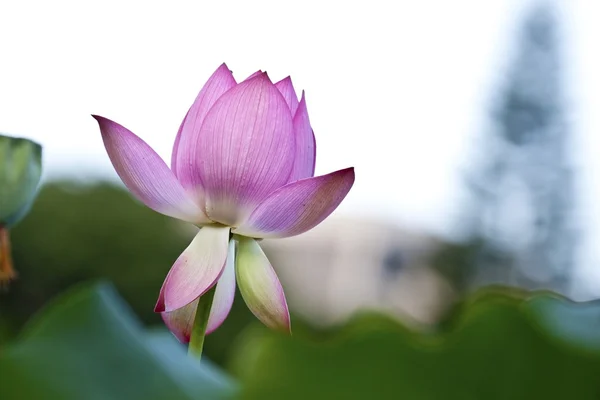 Квітучий Лотос — стокове фото