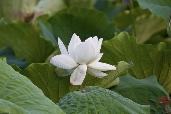Blooming lotus — Fotografie, imagine de stoc