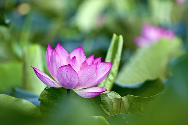 Bloeiende lotus — Stockfoto