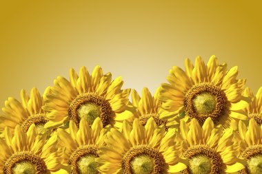 Sunflowers clipart