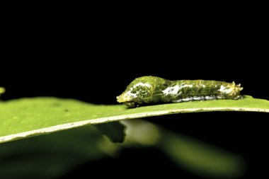Kelebek larva