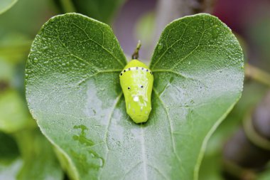 Chrysalis of butterfly clipart