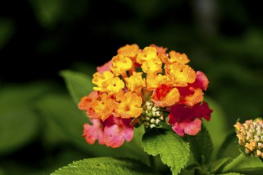 Lantana camara