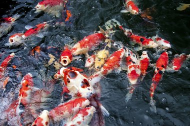 Koi Pond