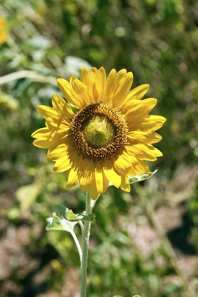 stock image Sunflower