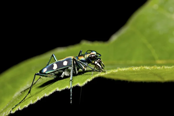 Kaplan böceği — Stok fotoğraf