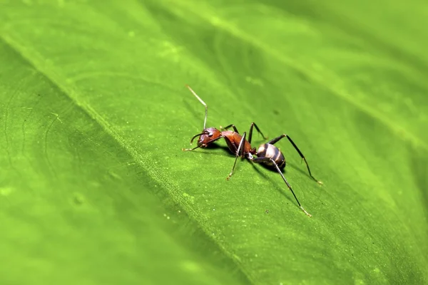 Camponotus habereri — Stock Photo, Image