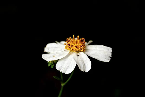 Biden floral — Photo