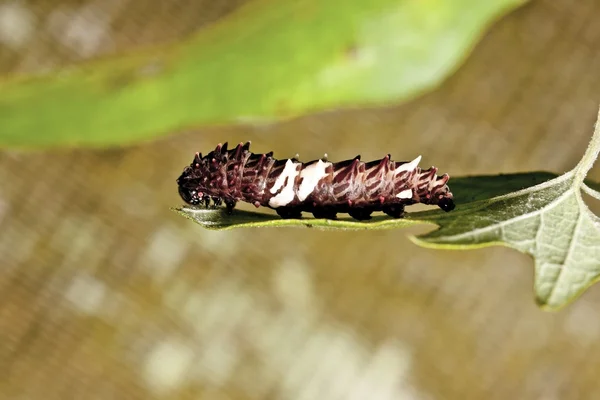 チョウの幼虫 — ストック写真