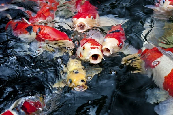 Koi の池 — ストック写真