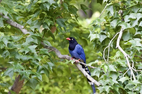 Taiwan Blue Magpie — Stock Photo, Image
