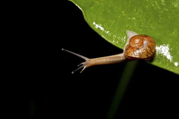 Wild Snail — Stock Photo, Image