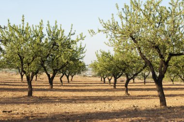 Almond plantation trees clipart