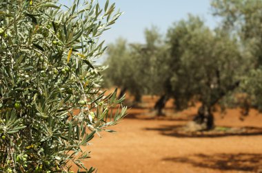 Zeytin ekimi ve zeytin dalı