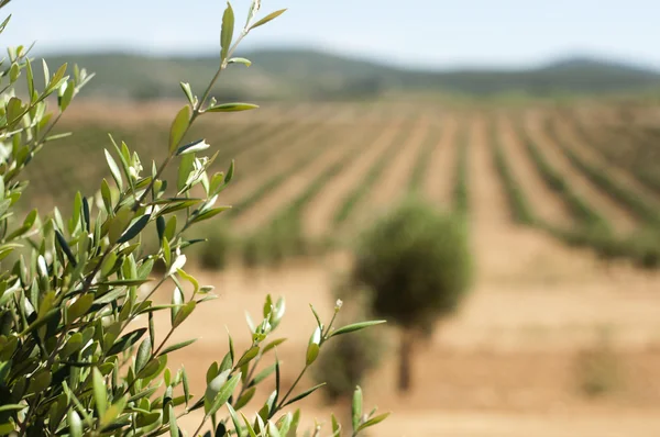 Junge Olivenbäume — Stockfoto