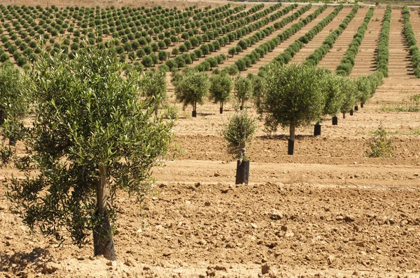 Nuoret oliivipuut — kuvapankkivalokuva