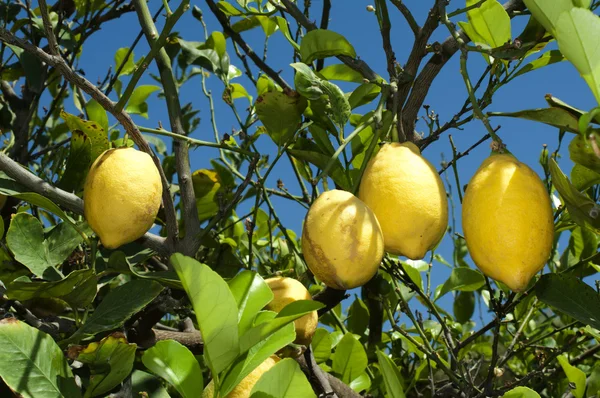 Лимонные фрукты на ветках — стоковое фото