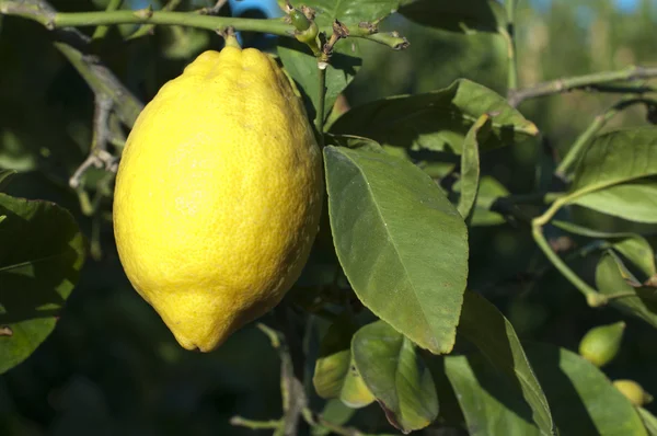 Лимонные фрукты на ветке — стоковое фото