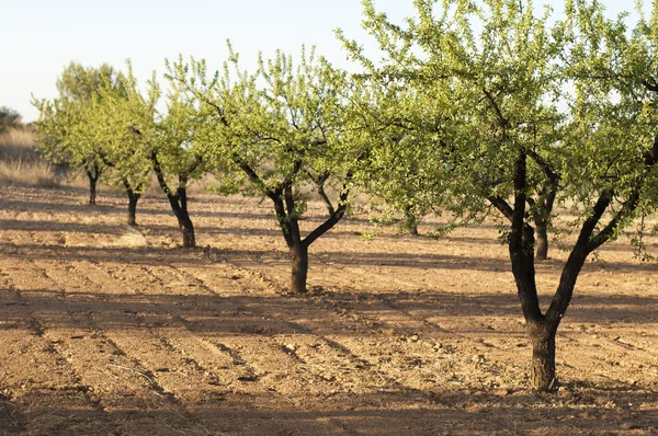 Almond plantation trees — Stock Photo, Image