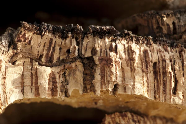 Cork crust — Stock Photo, Image
