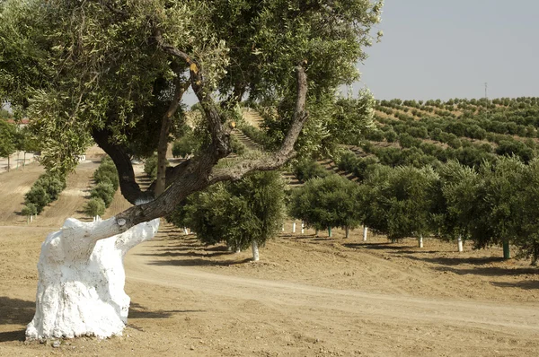 Olivenbäume in Plantage — Stockfoto