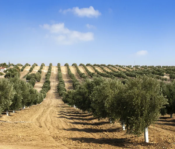 Mladí olivovníků — Stock fotografie