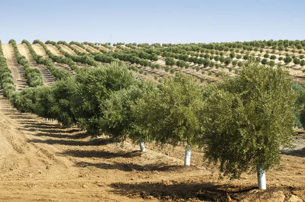 Młodych drzew oliwnych — Zdjęcie stockowe