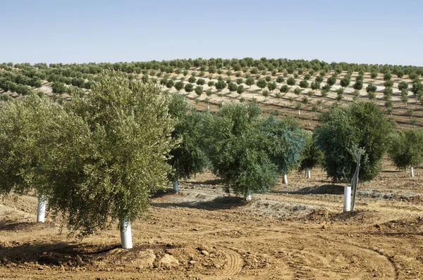 Mladí olivovníků — Stock fotografie